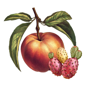Peach Prickly Pear